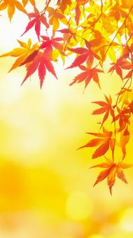 スマホ待受 秋の紅葉のきれいな背景 スマホ待受 秋の紅葉のきれいな背景の写真