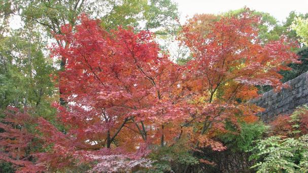 紅葉 紅葉の写真