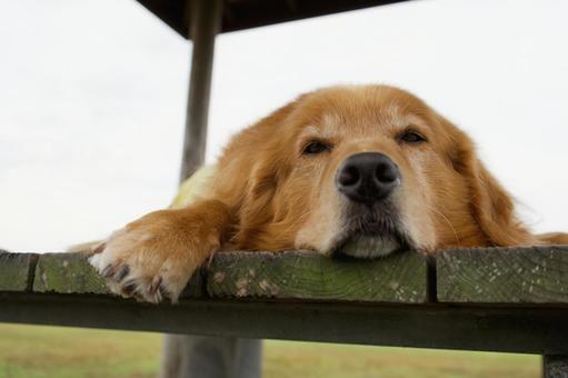 ゴールデンのポートレート ゴールデンのポートレート 犬,ゴールデンレトリバー,顔の写真素材