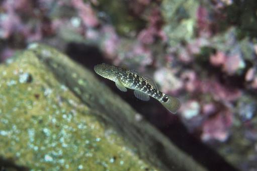 ハゼ科のドロメ ハゼ科のドロメ ドロメ,ハゼ科,海の写真素材