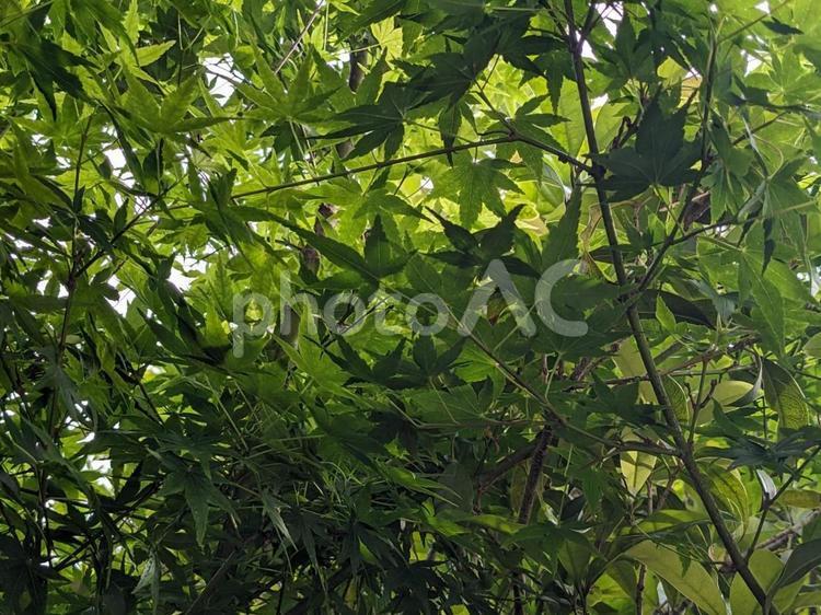 木漏れ日 自然,風景,春の写真素材