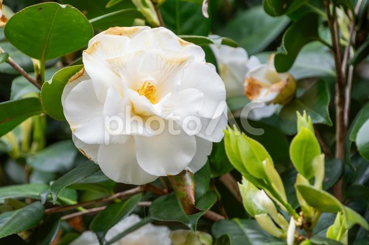 白椿のやさしさ 椿,白,花の写真素材
