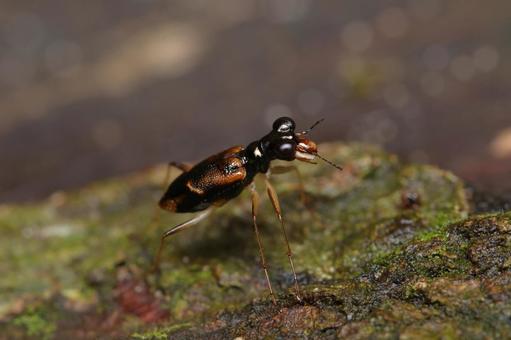 シロスジメダカハンミョウ シロスジメダカハンミョウ,ハンミョウ,甲虫の写真素材