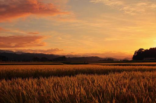 秋の稲穂と夕空 − 柔らかな光に包まれての写真