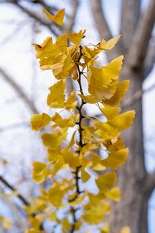 イチョウ　紅葉 イチョウ,黄色い,紅葉の写真素材