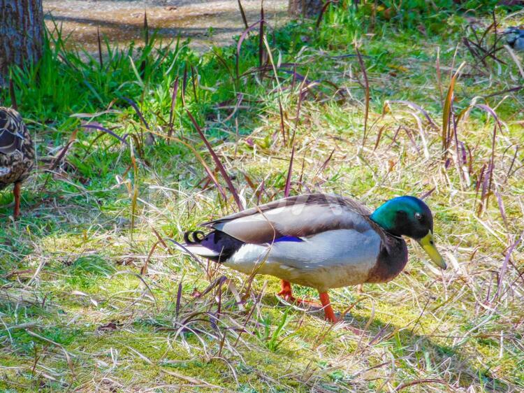 芝生と雄のマガモ マガモ,鳥,自然の写真素材