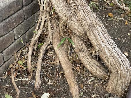 神田川10月：枯れ木の根っこ 2025の写真