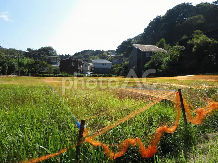 オレンジ色のネットを張った郊外の水田 田んぼ,水田,網の写真素材