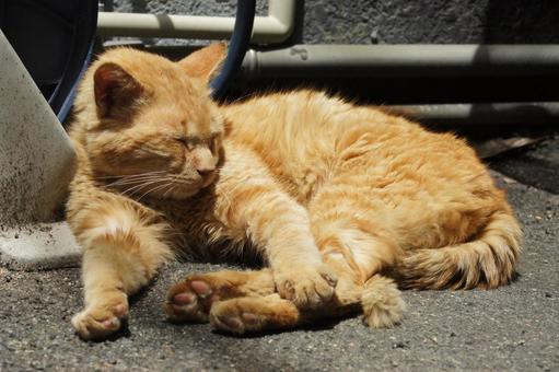 ねこ 箱座り,飼い猫,家猫の写真素材