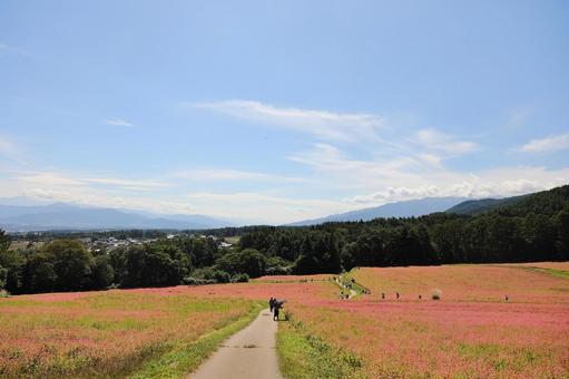 赤そばの里6 赤そばの里6 赤そば,赤蕎麦,箕輪町の写真素材