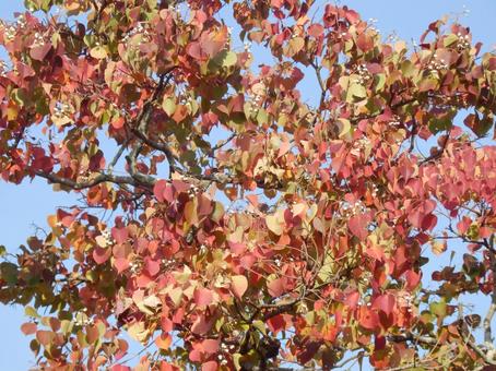 【紅葉写真】美しい紅葉 紅葉,自然,風景の写真素材