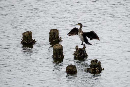 ウミウの若鳥⑶ ウミウの若鳥⑶の写真