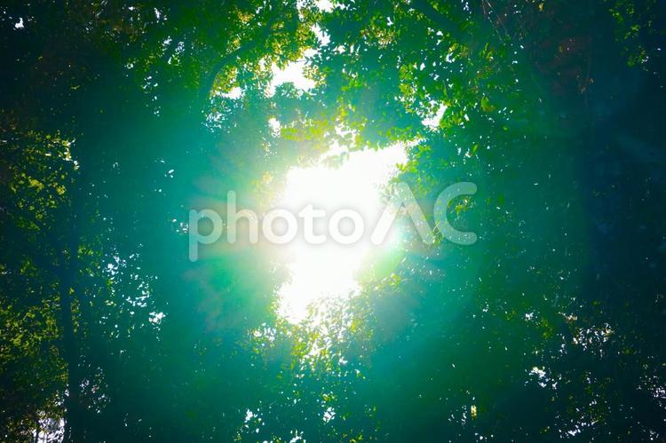 木漏れ日 木漏れ日,木陰,木の写真素材
