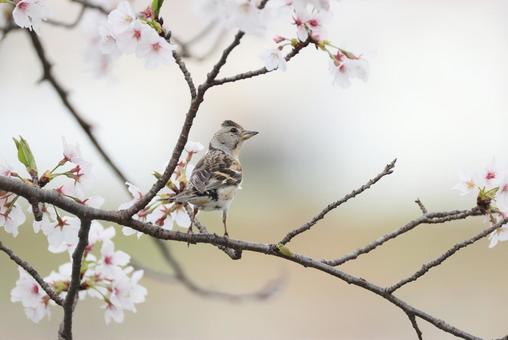 アトリと桜 アトリと桜 アトリ,桜,花鳥風月の写真素材