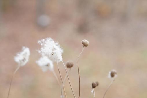 冬の植物 綿と軸 冬の植物 綿と軸 冬,植物,綿の写真素材