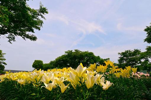 色鮮やかな満開のゆり園 色鮮やかな満開のゆり園 ゆり,百合,百合の花の写真素材