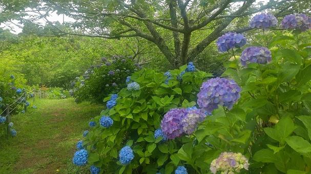 Hydrangea 1, JPG