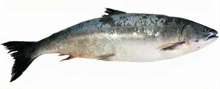 サクラマス サケ科(psd・透過素材) サクラマス サケ科(psd・透過素材) 魚,魚介類,鮮魚の写真素材