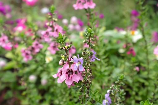 梅雨から秋まで咲く庭のアンゲロニアの花 梅雨から秋まで咲く庭のアンゲロニアの花の写真