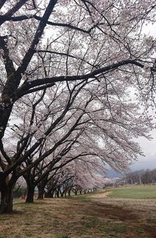 桜 9 桜 9の写真