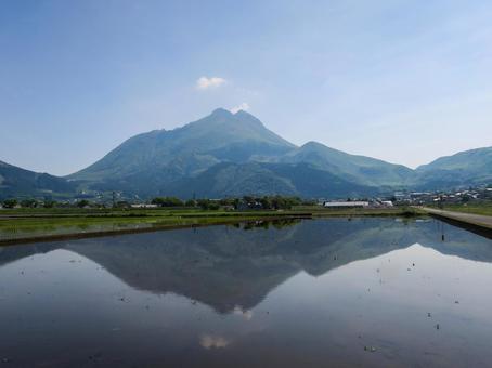 逆さ由布岳_2 由布岳,逆さ由布岳,田んぼの写真素材
