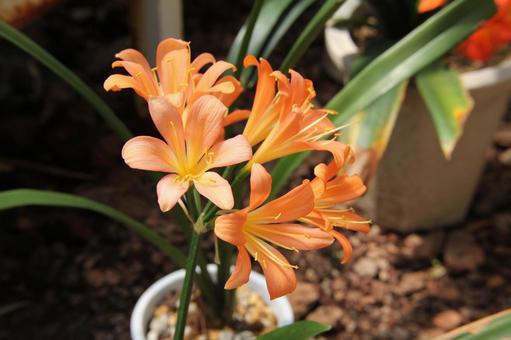 クンシラン・君子蘭　マクロの写真