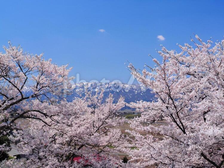 桜と山と青空 桜,山,青空の写真素材