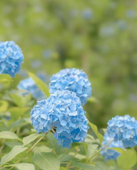 青い紫陽花 青い紫陽花 紫陽花,青い花,風景写真の写真素材