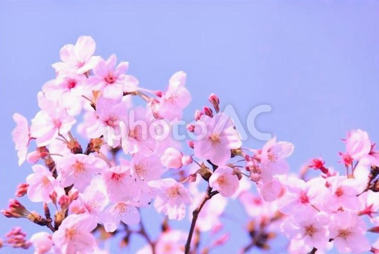 桜アップ　春のイメージ 桜,春,空の写真素材