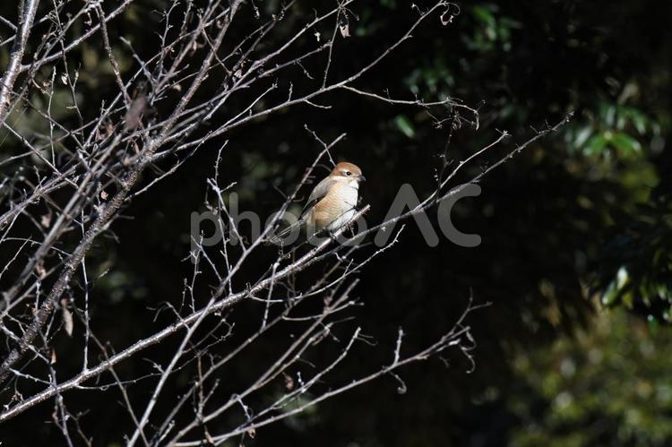 木の枝で差し込む光を浴びるモズ 野鳥,モズ,鳥の写真素材