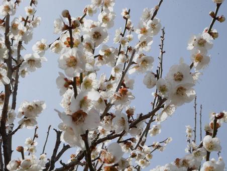 梅の花 梅の花の写真