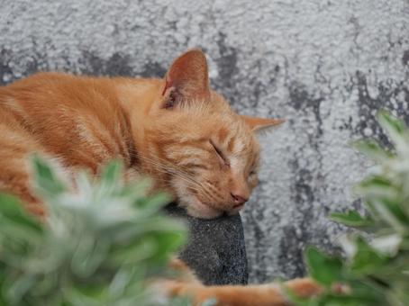 海辺でのんびり過ごす野良猫の写真