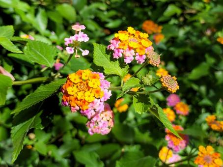 ランタナの花　伊豆下田寝姿山にて ランタナ,オレンジ色,橙色の写真素材