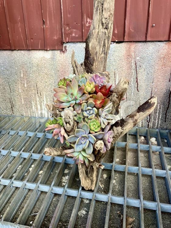 流木寄せ植え 流木,木,植物の写真素材