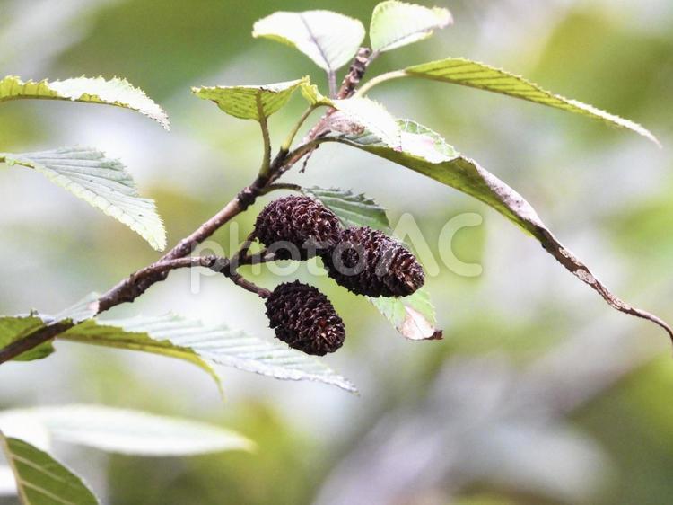 実のなる木 植物,実,木の写真素材