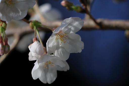 ソメイヨシノ ソメイヨシノ ソメイヨシノ,花,花びらの写真素材