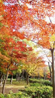 紅葉-1316 紅葉,モミジ,赤の写真素材