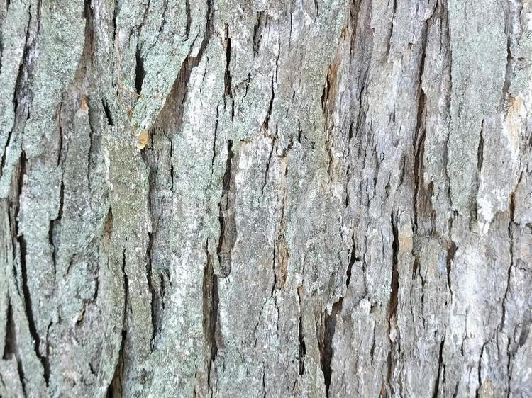 剥がれつつある樹木の背景 木肌,ウッディ,樹木の写真素材