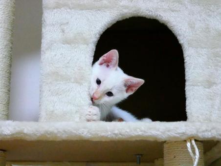 猫ハウスで遊ぶ子猫 猫ハウス,子猫,見つめるの写真素材