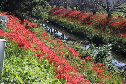 ヒガンバナの満開の季節 ヒガンバナ,秋の花,赤い花の写真素材