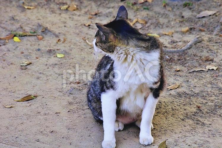 公園のキジシロ猫 ネコ,猫,キジシロの写真素材