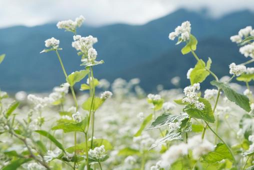 蕎麦の花と山並み 蕎麦の花,ソバの花,ソバの写真素材