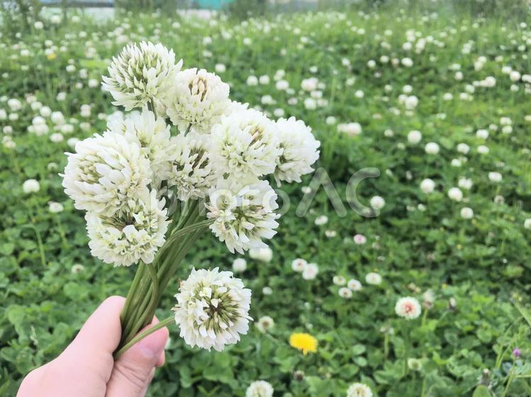 シロツメクサの花束を持つ手 花,花束,シロツメクサの写真素材