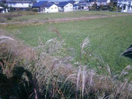 Photo, paisaje, campo, hierba de pampas japonesa, 