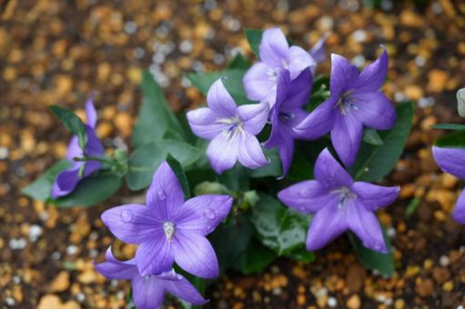 桔梗の花が咲いた 桔梗の花が咲いた 桔梗,花,キキョウの写真素材