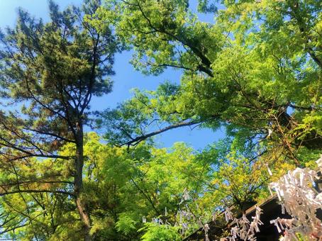 船橋大神宮から見上げる晴天の空の写真