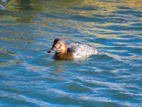 川で泳ぐホシハジロのメス ホシハジロ,野鳥,動物の写真素材