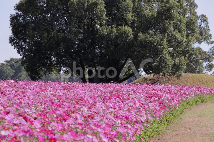 一面に広がるコスモス畑と緑の大木 花,コスモス,秋の写真素材