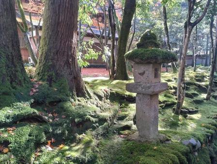 苔の庭 秋,絨毯,11月の写真素材