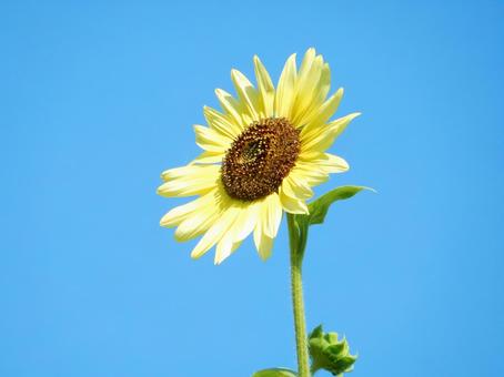 【花の写真】ヒマワリ(向日葵) 【花の写真】ヒマワリ(向日葵)の写真